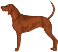 Red Redbone Coonhound