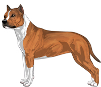 Red Sable and White American Staffordshire Terrier