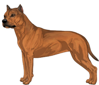 Red Sable American Staffordshire Terrier