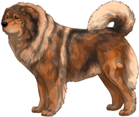 Red Sable Caucasian Mountain Dog