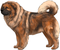 Red Sable Masked Caucasian Mountain Dog