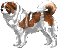 Red Sable Pied Masked Caucasian Mountain Dog
