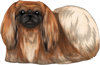 Red Sable Pekingese