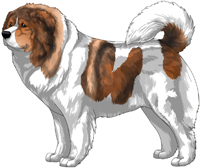 Red Sable Pied Caucasian Mountain Dog