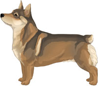 Red Sable Swedish Vallhund