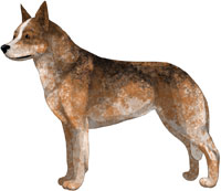 Red Speckled w/Black Hairs Australian Cattle Dog