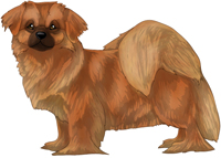 Red Tibetan Spaniel