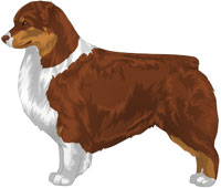 Red Tri Australian Shepherd