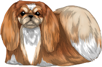 Red Tri-Color Pekingese