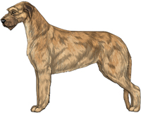 Red Wheaten Irish Wolfhound