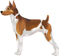 Red White & Sable Rat Terrier