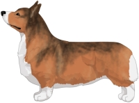 Red with Sabling Pembroke Welsh Corgi