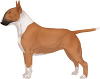 Red & White Bull Terrier