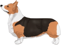 Red Headed Tricolor Pembroke Welsh Corgi