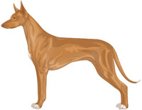 Rich Tan White Markings Pharaoh Hound