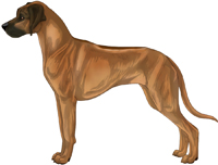 Ridged light wheaten with black mask Rhodesian Ridgeback