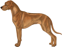 Ridged light wheaten with black pigment Rhodesian Ridgeback