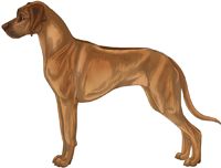 Ridged light wheaten with brown mask Rhodesian Ridgeback