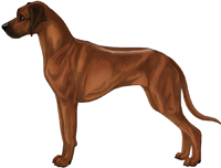 Ridged red wheaten with black mask Rhodesian Ridgeback