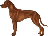 Ridged red wheaten with black pigment Rhodesian Ridgeback