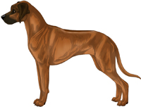 Ridged wheaten with black mask Rhodesian Ridgeback