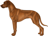 Ridged wheaten with brown mask Rhodesian Ridgeback