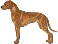 Ridgeless light wheaten with black pigment Rhodesian Ridgeback