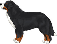 Black Rust & White Bernese Mountain Dog