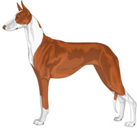 Red and White Short-Haired Ibizan Hound