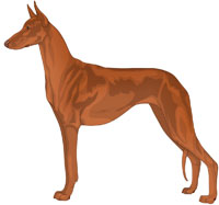 Red Short-Haired Ibizan Hound