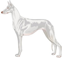 White Short-Haired Ibizan Hound