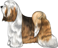 Sable and White Tibetan Terrier