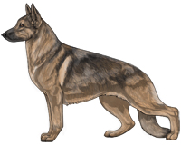 Sable Black and Tan German Shepherd Dog