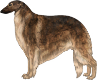 Sable with Black Mask Borzoi