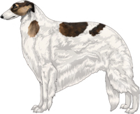 Sable with Black Mask and Extreme White Piebald Borzoi