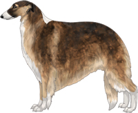 Sable with Black Mask and Irish White Markings Borzoi