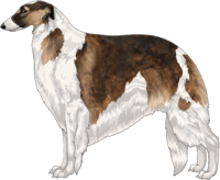 Sable with Black Mask and Piebald White Markings Borzoi
