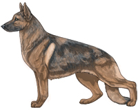 Sable Blue and Tan German Shepherd Dog