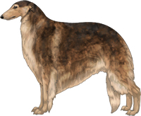 Sable Borzoi