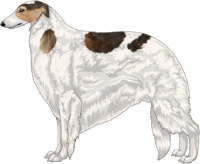 Sable with Extreme White Piebald Borzoi