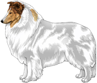 Sable Head White Rough Collie