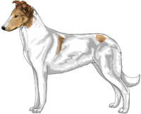Sable Head White Smooth Collie