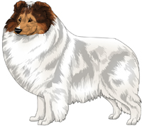 Sable Headed White Shetland Sheepdog