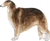 Sable with White Irish Markings Borzoi