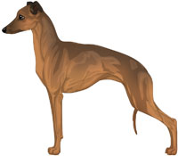 Sable Italian Greyhound