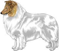 Sable Merle Head White Rough Collie