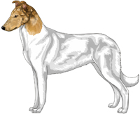 Sable Merle Head White Smooth Collie