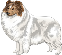 Sable Merle Headed White Shetland Sheepdog