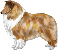 Sable Merle and White Rough Collie