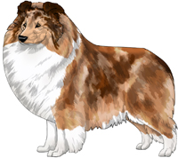Sable Merle Shetland Sheepdog